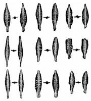 Стрілоподібні монети
