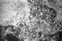 Ошлакованный алевролит