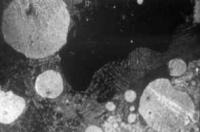 Ошлакованный алевропесчаник