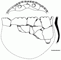 Глиняний ліпний казан з вушками