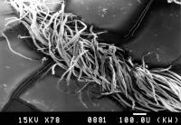 Бавовняна нитка з крученням Z з…