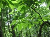 Рис. 6.1.2. Наразі від колишніх третинних лісів в долині Пра-Дніпра не… Рис. 6.1.2. Наразі від колишніх…