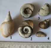Рис. 1.10.7. Брюхоногие моллюски долины Днепра: 1 – прудовик большой, 2 –… Рис. 1.10.7. Брюхоногие моллюски…