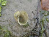 Рис. 1.10.9. Прудовик ушковый, Бабье озеро, Труханов остров Рис. 1.10.9. Прудовик ушковый, Бабье…