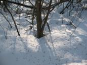 Рис. 1.10.107. Налузанная шелуха ясеня – место обеда снегирей. Фото И.… Рис. 1.10.107. Налузанная шелуха ясеня…