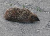 Рис. 1.10.112. Ёж белобрюхий на Трухановом острове Рис. 1.10.112. Ёж белобрюхий на…