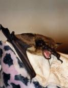 Рис. 1.10.113. Кожан позний – властелин сумеречного неба Рис. 1.10.113. Кожан позний –…