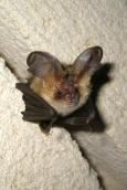 Рис. 1.10.114. Ушан бурый – красавчик среди летучих мышей Рис. 1.10.114. Ушан бурый – красавчик…
