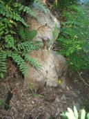 Рис. 1.10.116. Бобр активен ночью. Днём его присутствие выдают разве что следы… Рис. 1.10.116. Бобр активен ночью.…