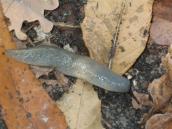 Рис. 1.10.11. Слизень черноголовый, остров Долобецкий Рис. 1.10.11. Слизень черноголовый,…