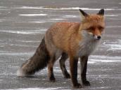 Рис. 1.10.121. Лисица Рис. 1.10.121. Лисица