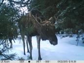 Рис. 1.10.123. Лось – самый большой олень и одно из крупнейших млекопитающих… Рис. 1.10.123. Лось – самый большой…