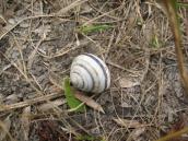 Рис. 1.10.12. Улитка полосатая, залив Верблюд Рис. 1.10.12. Улитка полосатая, залив…