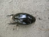 Рис. 1.10.18. Водолюб обыкновенный – заметный житель водоёмов, Троещинская пойма Рис. 1.10.18. Водолюб обыкновенный –…