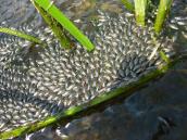 Рис. 1.10.24. Скопление водяного жука…