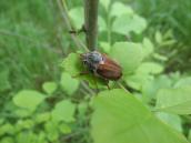 Рис. 1.10.25. Хрущ майский – выдающийся «авиатор» Рис. 1.10.25. Хрущ майский –…