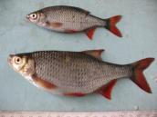 Рис. 1.10.36. Краснопёрка, Галерный залив Рис. 1.10.36. Краснопёрка, Галерный…