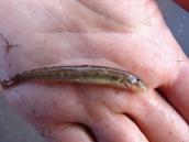 Рис. 1.10.45. Cлиж європейський Рис. 1.10.45. Cлиж європейський