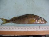 Рис. 1.10.50. Носарь, Галерный залив, 2012 Рис. 1.10.50. Носарь, Галерный залив,…