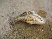 Рис. 1.10.51. Ротань-головешка – інвазивний вид Рис. 1.10.51. Ротань-головешка –…