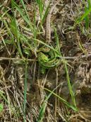 Рис. 1.10.62. Ящерица прыткая Рис. 1.10.62. Ящерица прыткая