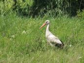 Рис. 1.10.71. Белый аист – не самая известная птица в Украине. Фото И.… Рис. 1.10.71. Белый аист – не самая…