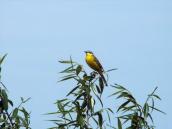 Рис. 1.10.99. Желтая трясогузка, Троещинская пойма. Фото Н. Атамась, 2000-е гг. Рис. 1.10.99. Желтая трясогузка,…