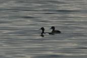 Aythia fuligula