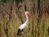 White Stork, Ciconia ciconia, (Photo…