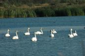 Mute Swan, Cygnus olor