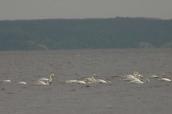 Mute Swan, Cygnus olor