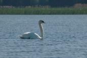 Mute Swan, Cygnus olor, (Photo Atamas…