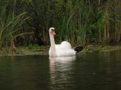 Mute Swan, Cygnus olor