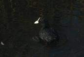 Fulica atra