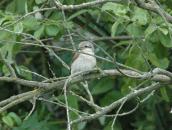Shrike-backed Shrike, Lanius collurio