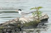 Little Tern, Sterna albifrons, (Photo…