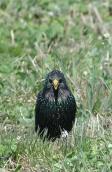 Starling, Sturnus vulgaris