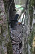 Blackbird, Turdus merula
