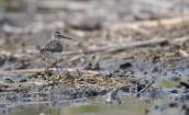 Коловодник болотяний, Tringa glareola