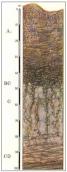 Рис. 1.5.6. Профиль аллювиальной болотной почвы Рис. 1.5.6. Профиль аллювиальной…
