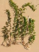 Рис. 1.6.19. Рдест пронзеннолистный наиболее обычный вид на побережье Днепра Рис. 1.6.19. Рдест пронзеннолистный…