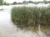 Рис. 1.6.46. Сообщество комыша озерного на пойме Днепра в Киеве, северная… Рис. 1.6.46. Сообщество комыша…
