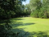 Рис. 1.6.26. Массовое развитие ряски малой вызванное органическим загрязнением Рис. 1.6.26. Массовое развитие ряски…