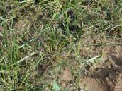 Рис. 1.6.34а. Фрагмент алювіальної рослинності, о. Пташиний – невисокий… Рис. 1.6.34а. Фрагмент алювіальної…