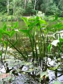 Рис. 1.6.35. Стрілолист – рослина, яка зростає на межі суто-водної та… Рис. 1.6.35. Стрілолист – рослина, яка…