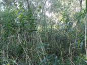 Рис. 1.6.43. Фрагмент прибрежной стены из тростника обыкновенного, о. Пташиный Рис. 1.6.43. Фрагмент прибрежной стены…