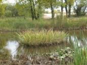 Куртина аира, верховья залива Собаче Гирло на Оболони Куртина аира, верховья залива Собаче…