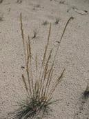 Рис. 1.6.50. Типичный псамофит – келерия сизая, о. Ольжин Рис. 1.6.50. Типичный псамофит –…