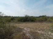 Рис. 1.6.56. Фрагмент сообщества булавоносца седеющего, о. Великий Северный.… Рис. 1.6.56. Фрагмент сообщества…