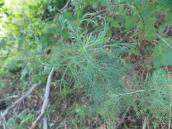 Рис. 1.6.64. Полынь-божье дерево, о. Вальковский Рис. 1.6.64. Полынь-божье дерево, о.…